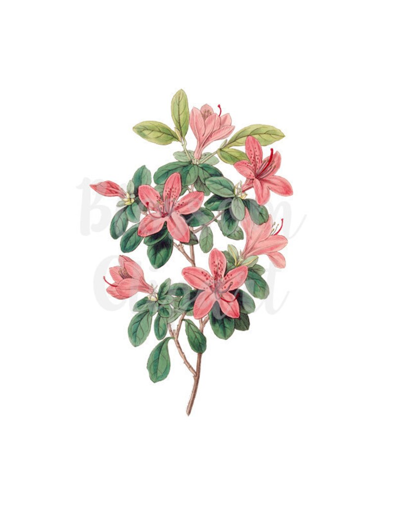 1346 artwork VIntage FLower PNG for invitations prints Botanical Digital Download Vintage Flower Clip Art