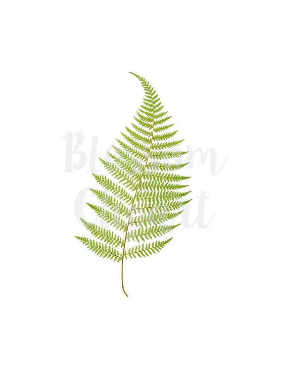 Fern Leaf Clipart Vintage Botanicals Png For Invitations Etsy