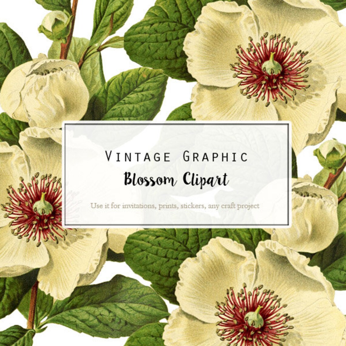 Clip Art White Flowers Vintage Illustration Clip Art Flower Etsy