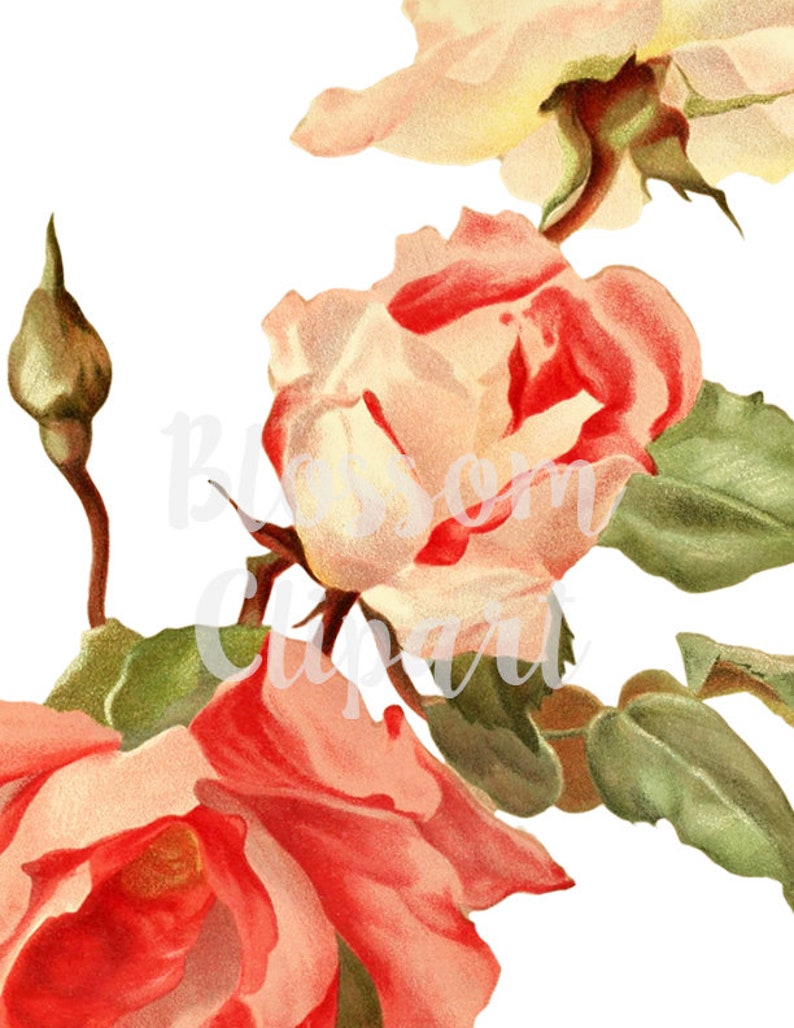 2376 scrapbook Vintage Rose Digital Download Rose for Invitations collage prints Card making