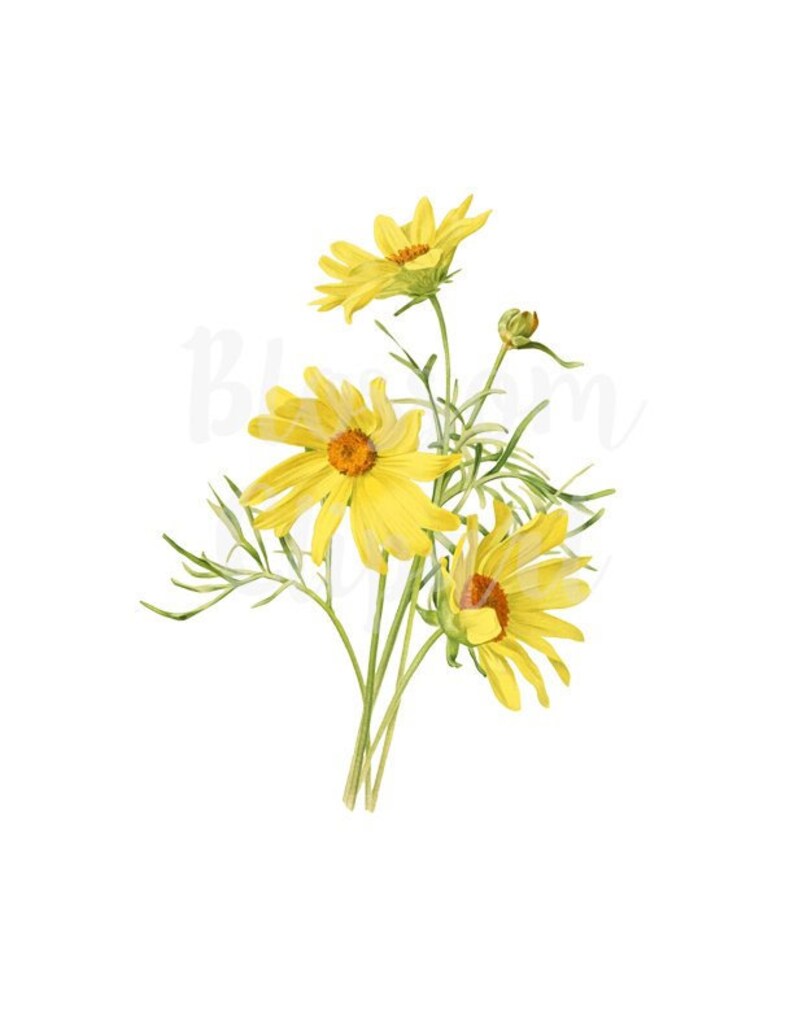 Yellow Daisies Digital Download Flower Vintage Flower Yellow - Etsy