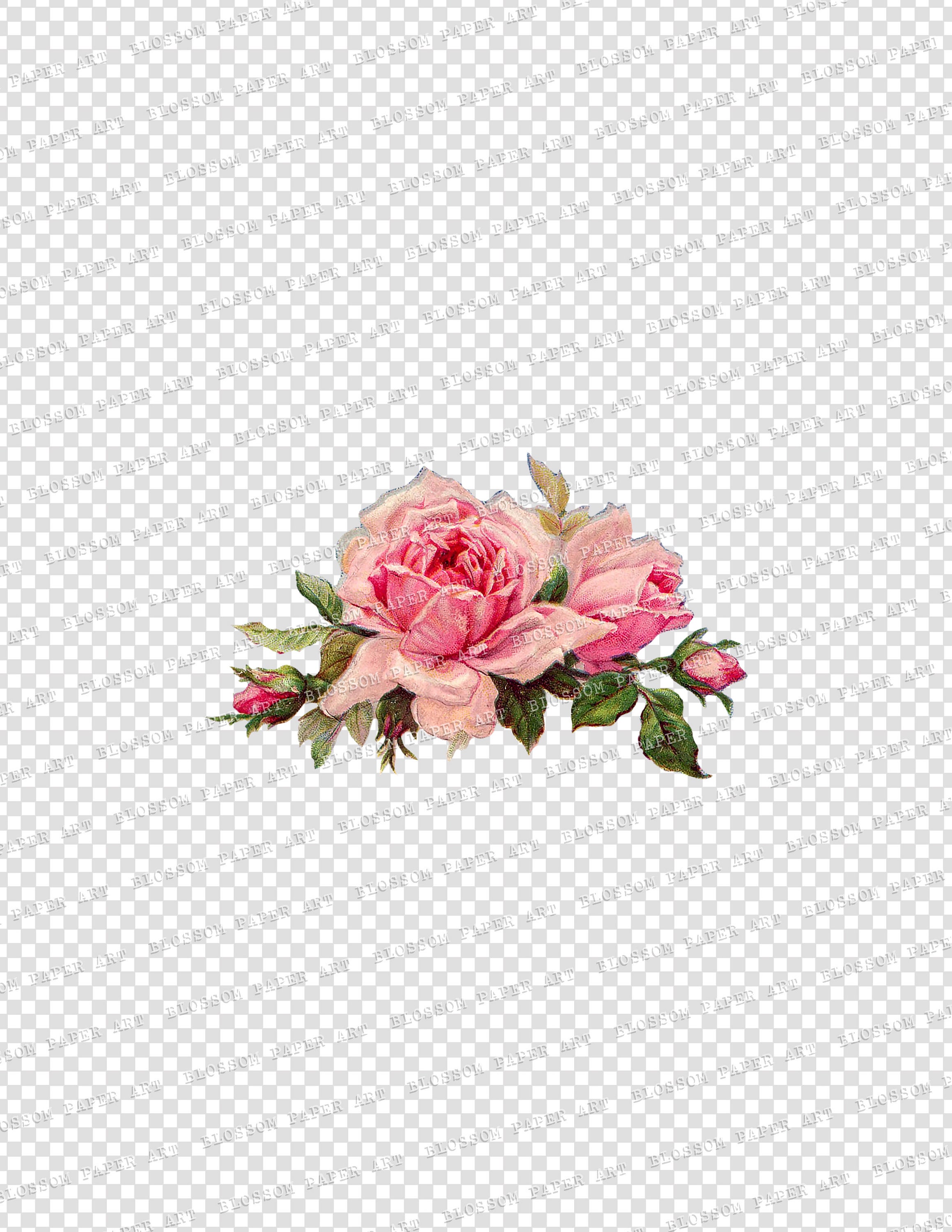 Pink Rose Clipart Set Vintage Graphic PNG Digital Roses - Etsy