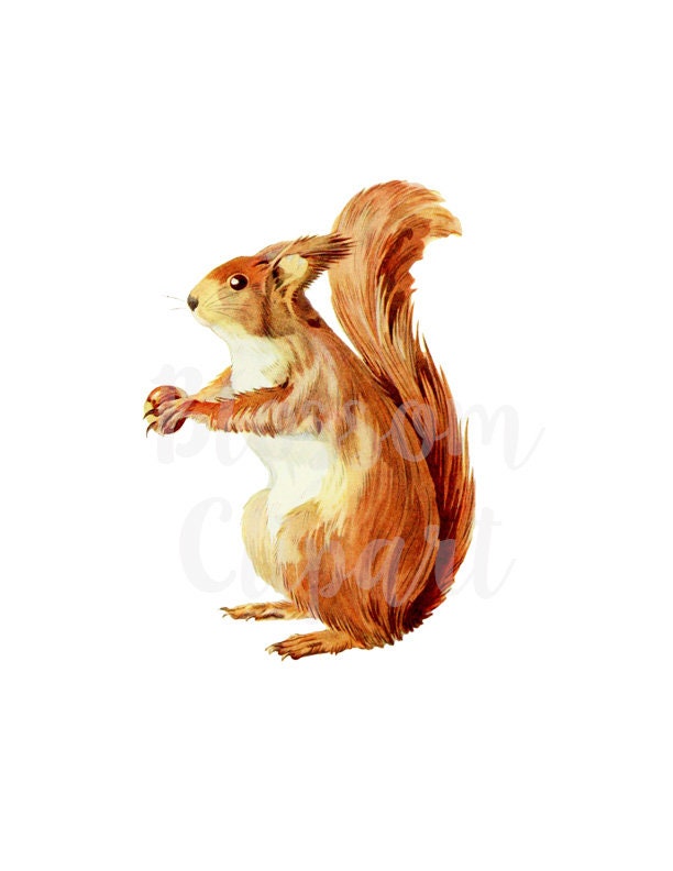 Squirrel Vintage Graphic Squirrel Clip art Vintage Clip art | Etsy