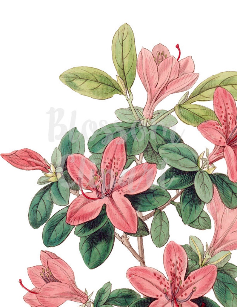 1346 artwork VIntage FLower PNG for invitations prints Botanical Digital Download Vintage Flower Clip Art