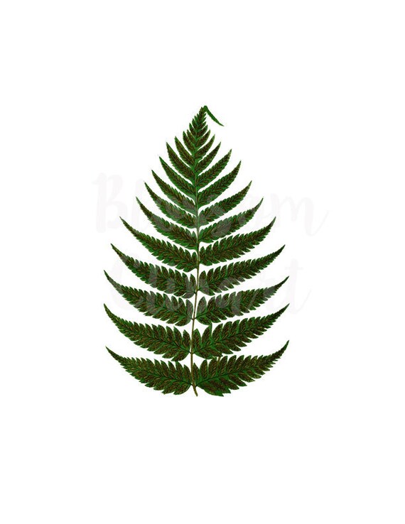 prints Leaf Digital Download for invitation collage 1396 Vintage Clipart Leaves Clip art
