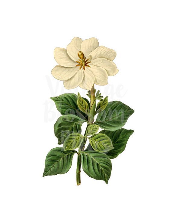 White Flower PNG Vintage Image FLoral Digital DOwnload for | Etsy