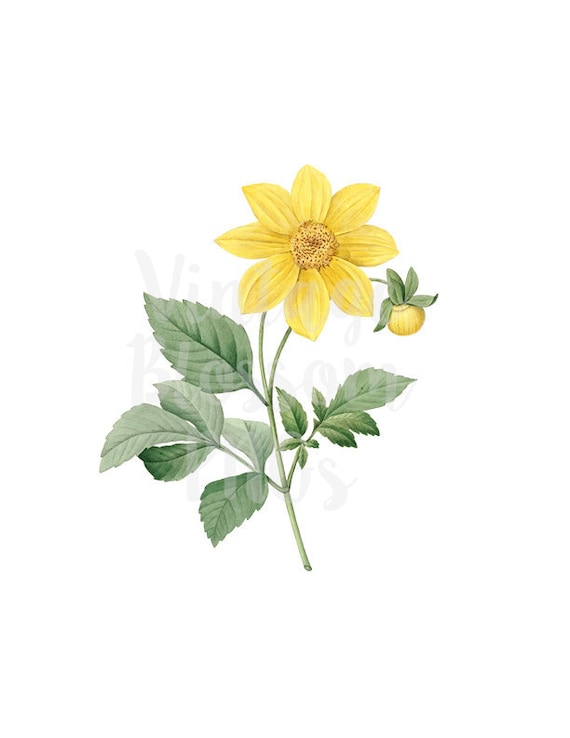 Floral Clipart Yellow Flower Clipart For Invitations Etsy