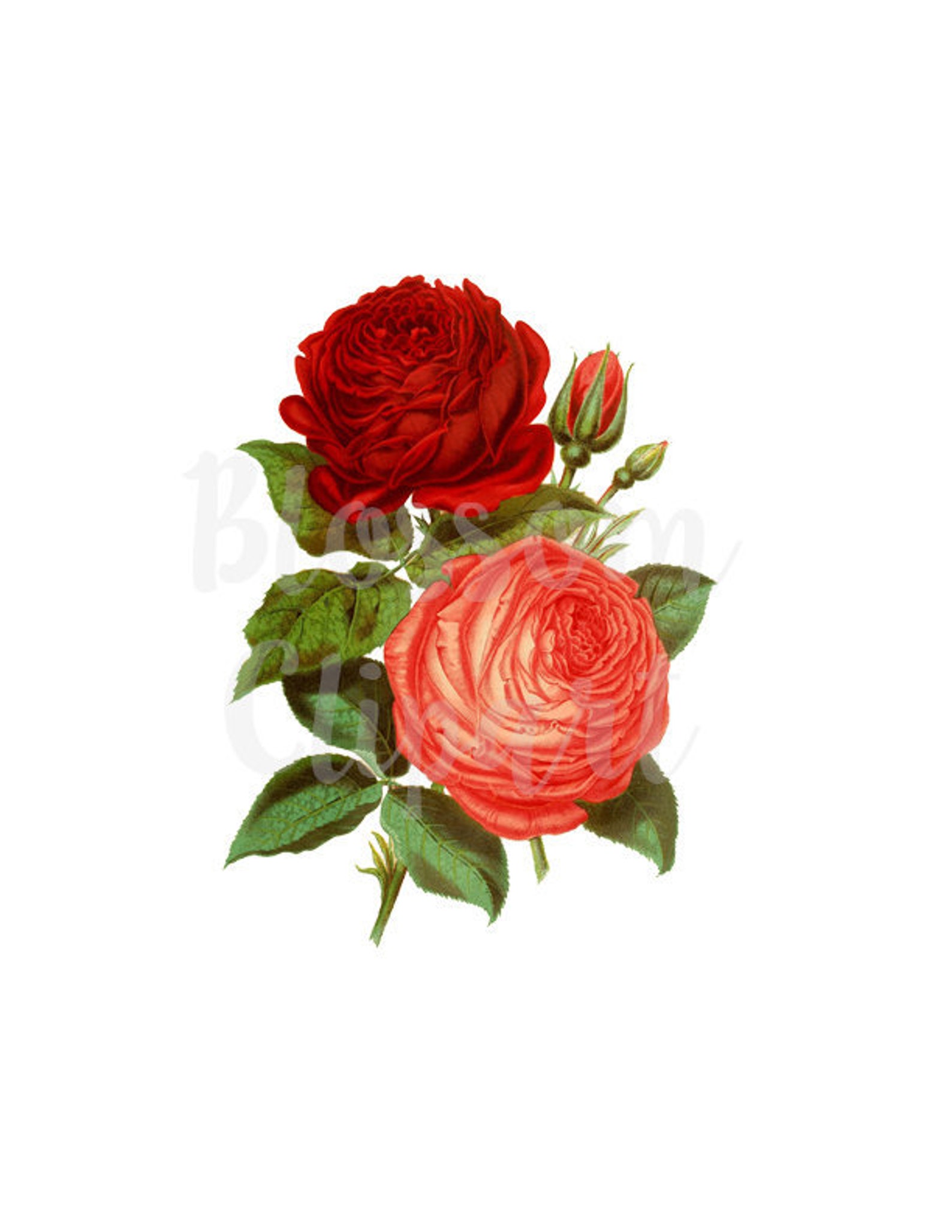 Rose Clipart Vintage Graphics Digital Download PNG Clipart Etsy