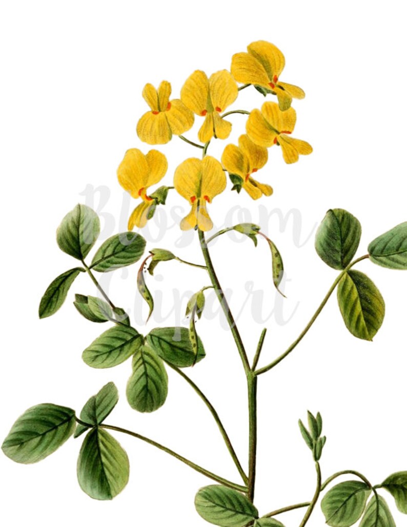 Yellow Floral Clipart for invitations 1570 Clipart Flower prints collage Vintage Botanical Flower