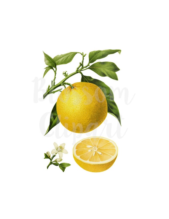 Lemon Clip Art Vintage Graphic Png Clipart Clip Art Lemon Etsy