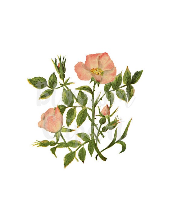 Digital Download Vintage Flower Clipart Vintage Flowers Etsy