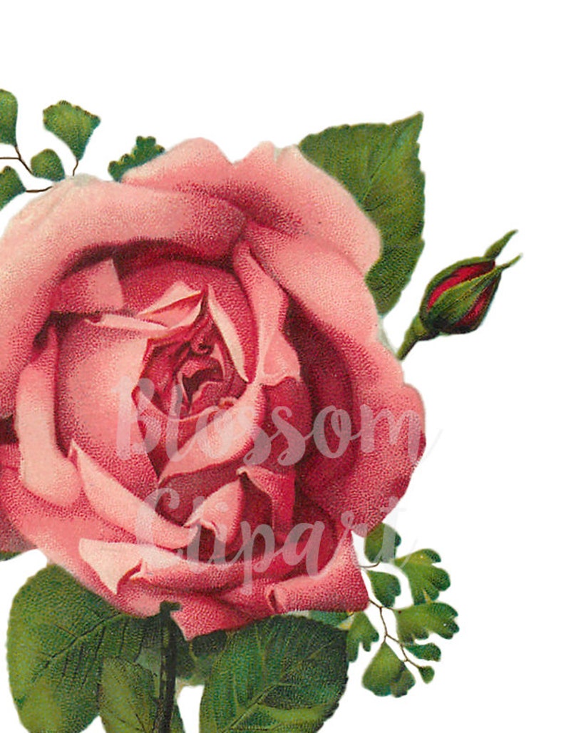 Antique Rose Clip Art Pink Rose PNG Rose Image Rose | Etsy