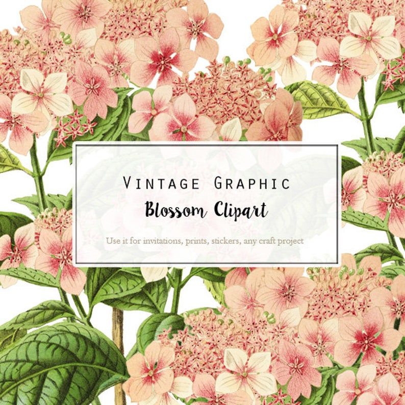 Botany Clipart Vintage Clip Art Flower PNG JPG Clipart Vintage Illustration Digital Download PNG Illustration Digital Graphic 2250