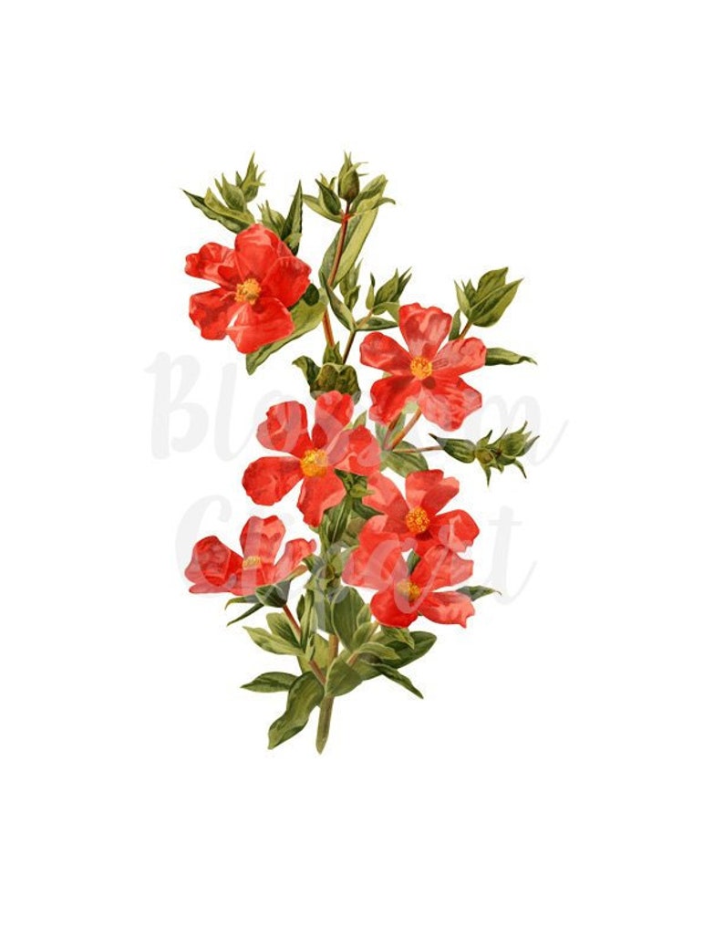 Vintage Flower Clip art scrapbook collage prints Digital Download Flower Botanical Clip Art for Invitations Card making 2297