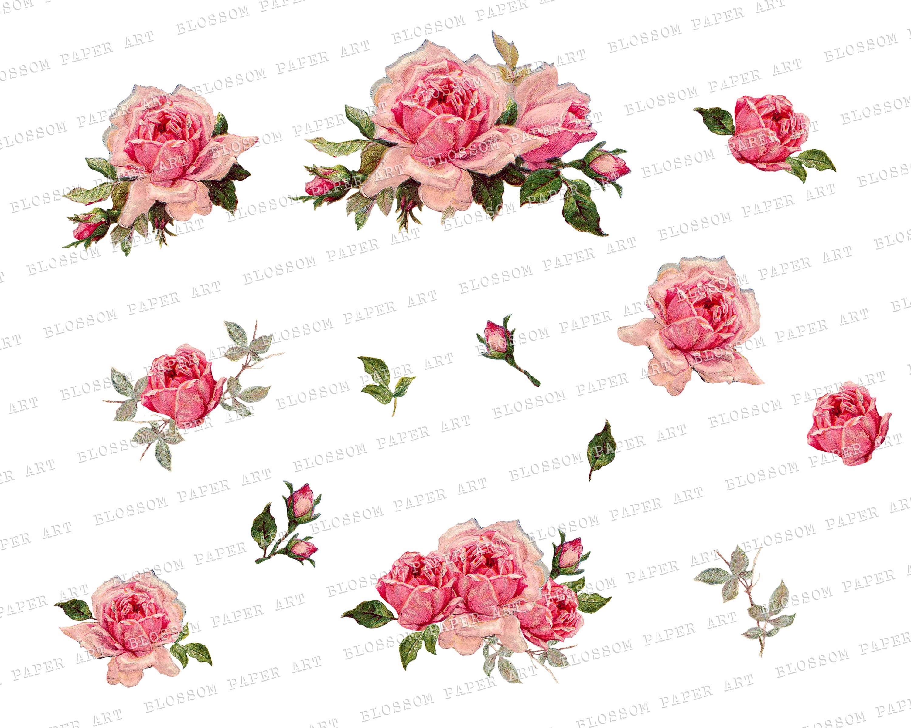 Pink Rose Clipart Set Vintage Graphic PNG Digital Roses - Etsy