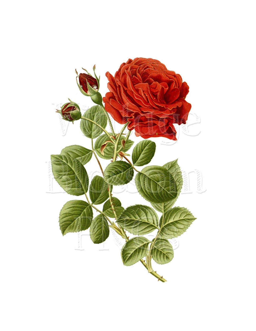 PNG Vintage Rose Clip Art, Red Rose Illustration, Digital Download