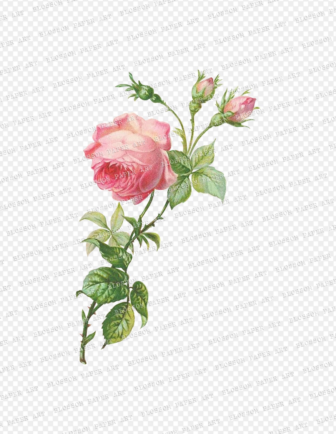 Pink Rose Clipart Set Vintage Rose PNG Digital Roses - Etsy