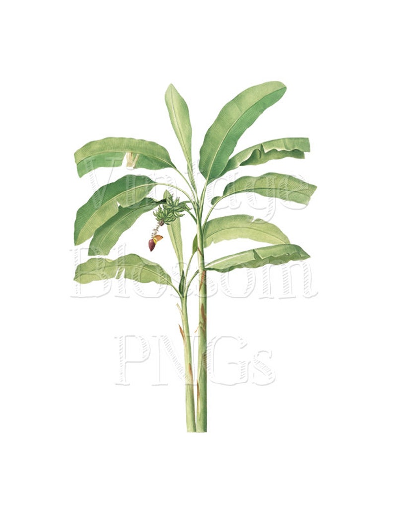 Clipart Banana Leaves Png Jpg Botanical Images For Etsy