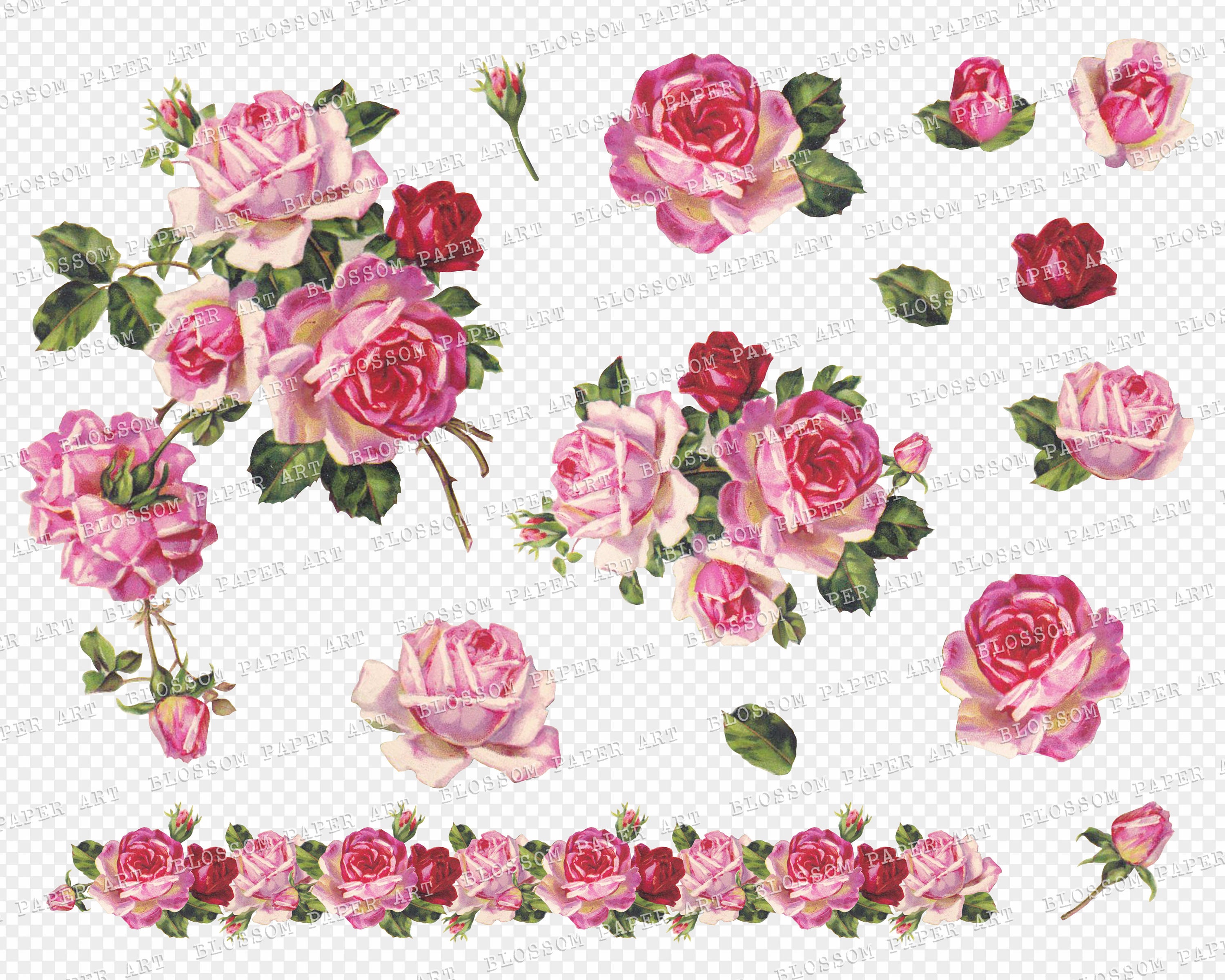 Pink Roses Png Clipart Set Roses Vintage Elements Floraux Etsy Canada