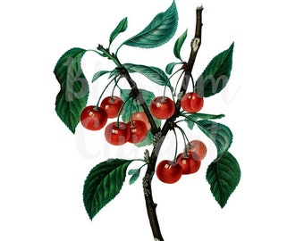 Cherries Branch CLipart, Cherry CLipart for invitations, scrapbooking, collage, prints - 1540