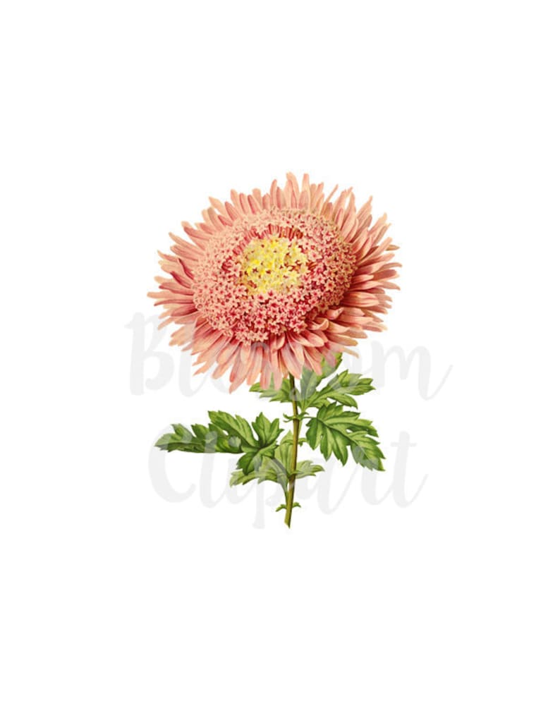 collage prints scrapbooking Pink Flower Clip Art for invitations Digital Download Vintage Illustration CLip Art- 2132