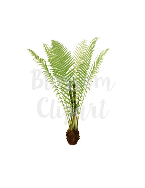 Palm Clipart Vintage Leaves Digital Download Fern Plants Etsy Palm Clipart Vintage Leaves Digital Download Fern Plants Etsy
