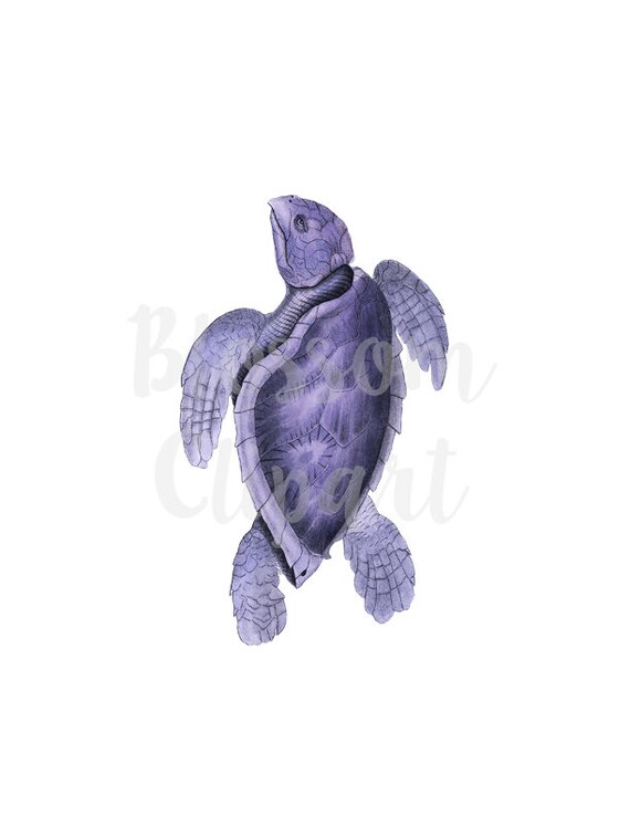 Collage Vintage Sea Turtle Clip Art Sea Life for Prints Invitations Scrapbooking Digital Download PNG Illustration 2193