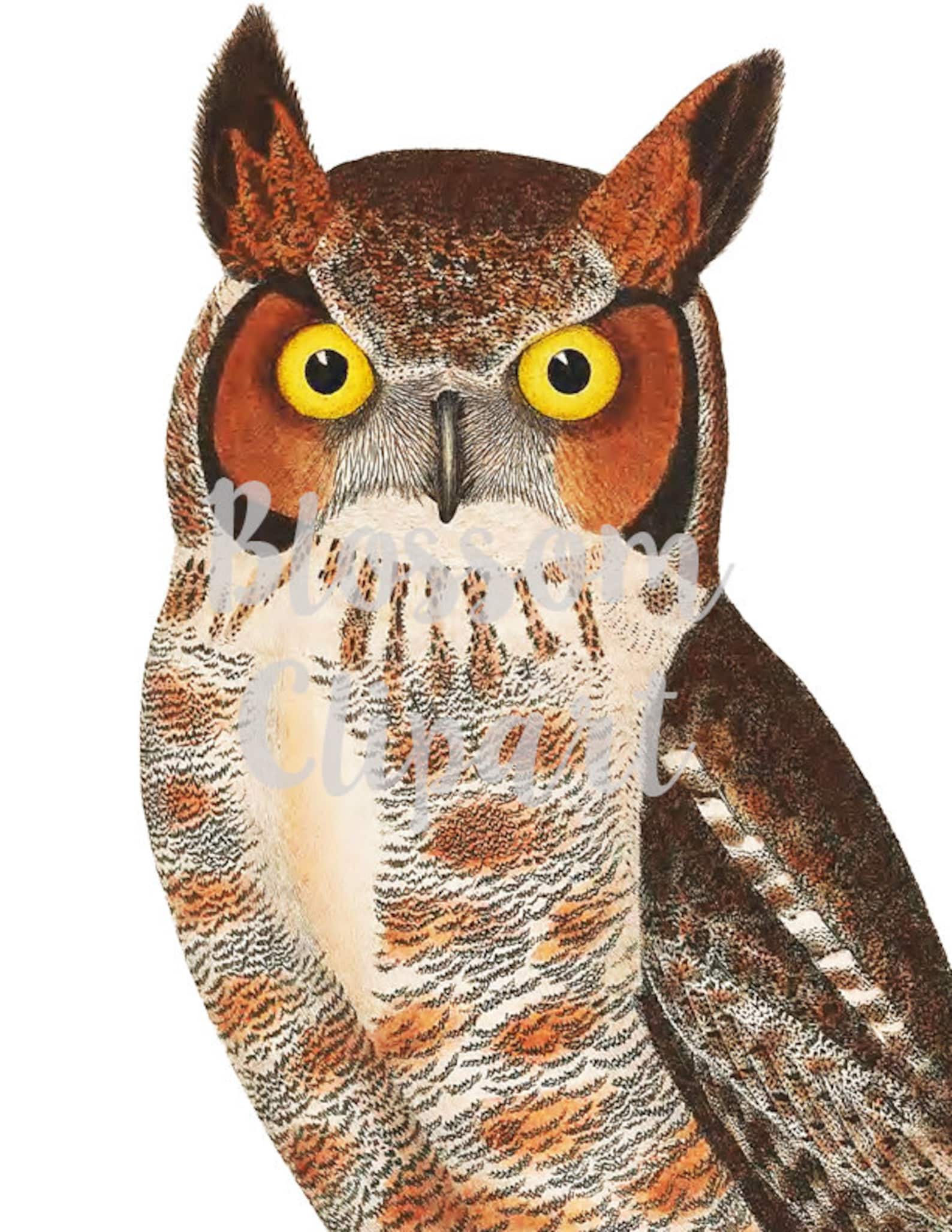 Owl Clipart Clip Art Vintage Owl Illustration Digital | Etsy