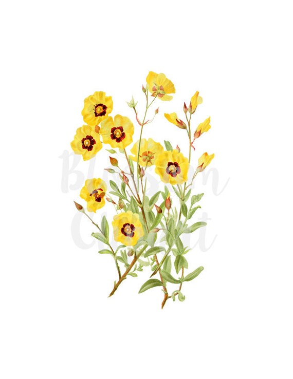 Vintage Flower Clip art scrapbook collage prints Digital Download Flower Botanical Clip Art for Invitations Card making 2297