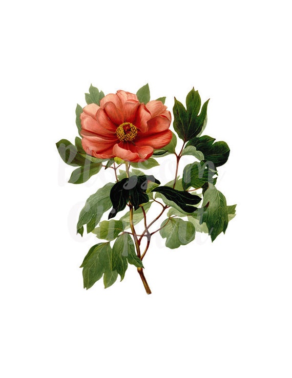 Clip Art Blumen Blume Png Vintage Grafik Fur Einladungen Etsy