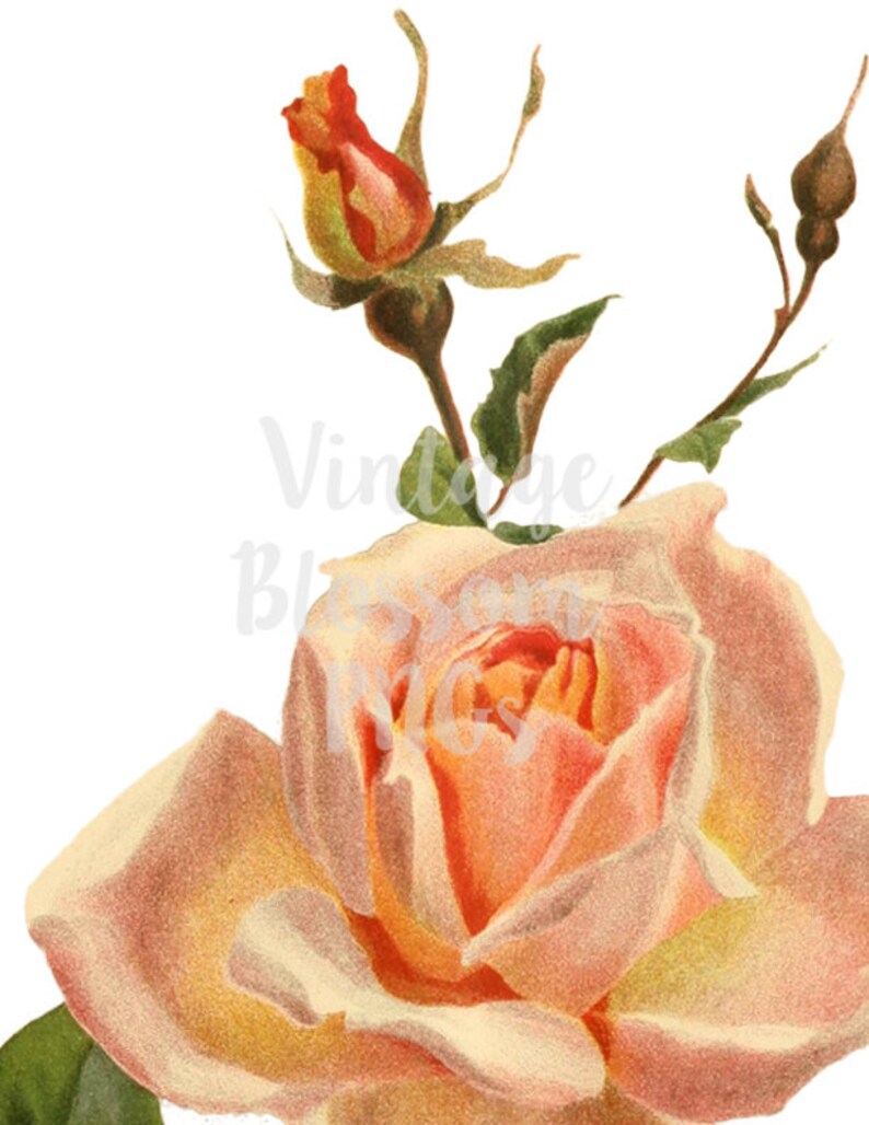 Vintage Rose PNG JPG Rose Clipart Vintage Illustration Etsy