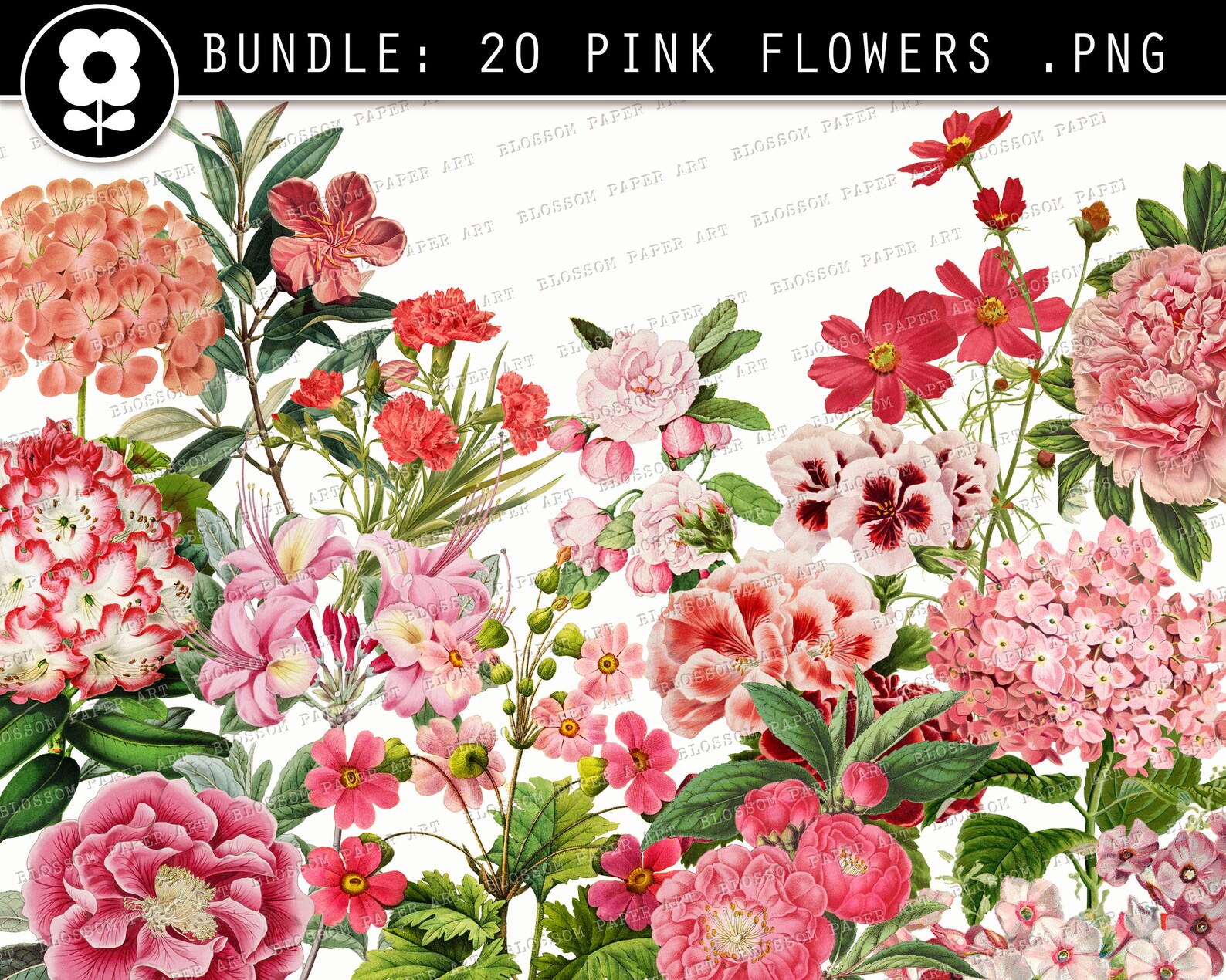 PINK FLOWERS Clipart Vintage Flowers Clip Art Bundle PNG - Etsy