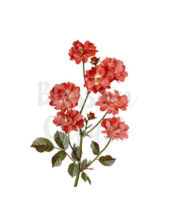 Png Vintage Red Roses Vintage Illustration Clip Art Red Rose Etsy
