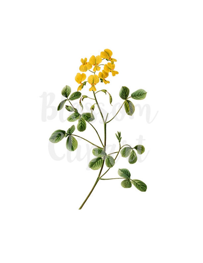 Yellow Floral Clipart for invitations 1570 Clipart Flower prints collage Vintage Botanical Flower