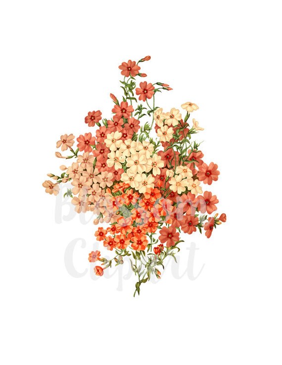 Little flowers outlet