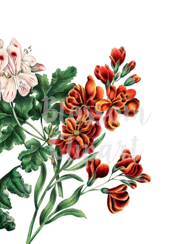 Clipart Vintage Flower Clip Art for Invitations scrapbook | Etsy