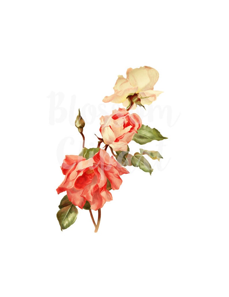 2376 scrapbook Vintage Rose Digital Download Rose for Invitations collage prints Card making