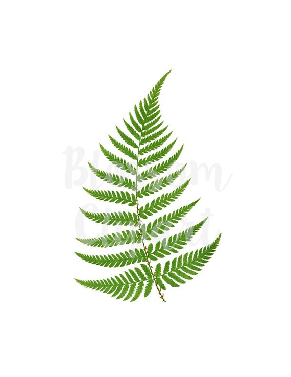 Leaf Clipart Vintage Leaves Digital Download Fern Plants Etsy Leaf Clipart Vintage Leaves Digital Download Fern Plants Etsy