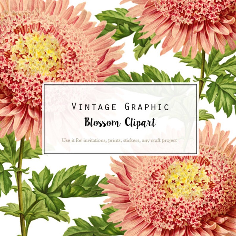 collage prints scrapbooking Pink Flower Clip Art for invitations Digital Download Vintage Illustration CLip Art- 2132