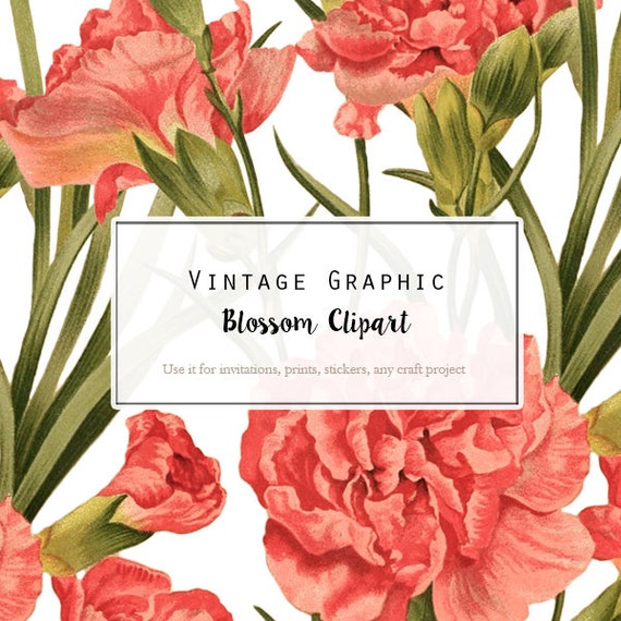 Pink Carnation Flower Clipart Image Vintage Florals for | Etsy