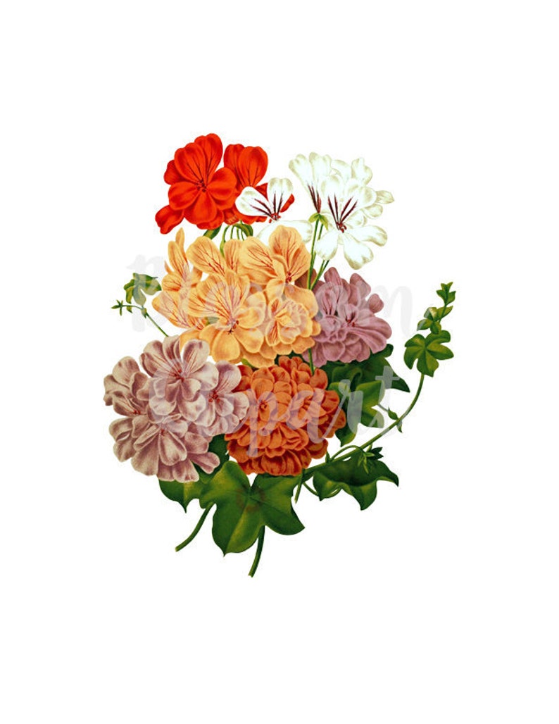 18+ Vintage Flower Png Tumblr Pics