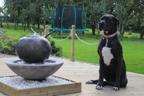 Dog garden 2025 water fountain