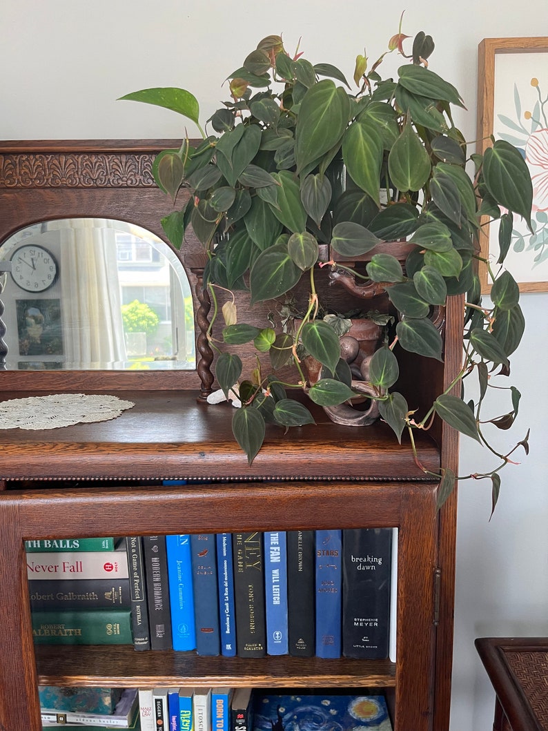 Antique Oak Bookcase With Glass Doors Etsy
