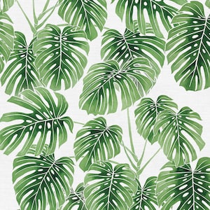 May include: A watercolor illustration of tropical monstera leaves on a white background. The leaves are green and have a textured appearance.
