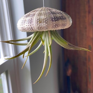 Air Plant and Sea Urchin, Hanging Air Plant inside a Sea Urchin, Tillandsia Plant, Sea Urchin, Beach Decor, Hanging Plant, Jellyfish