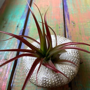 Air Plant and Sea Urchin, Air Plant inside a Sea Urchin, Tillandsia Plant, Sea Urchin, Beach Decor, Air Plant Decor, Jellyfish Air Plant