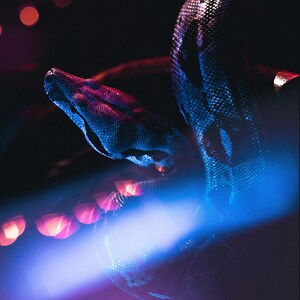 May include: A close-up of a snake with a blue and purple iridescent sheen, coiled in a dark setting with out-of-focus red lights in the background.