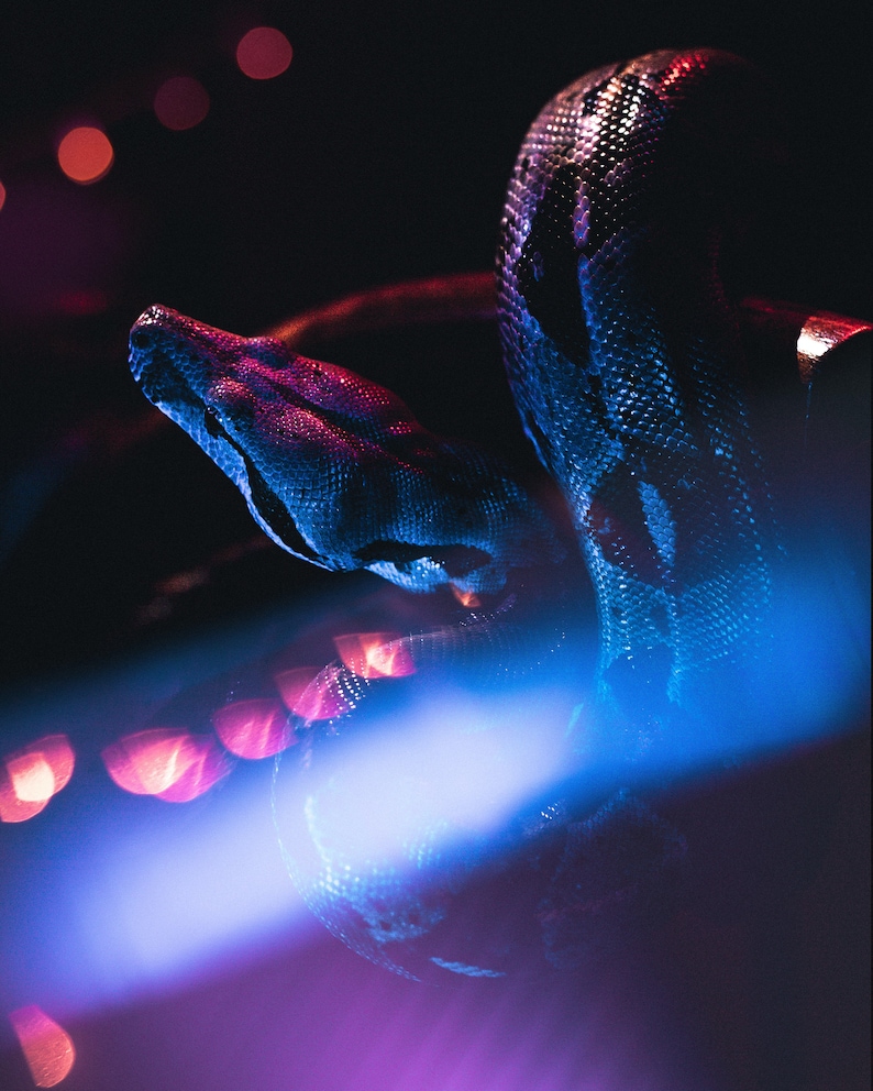 May include: A close-up of a snake with a blue and purple iridescent sheen, coiled in a dark setting with out-of-focus red lights in the background.