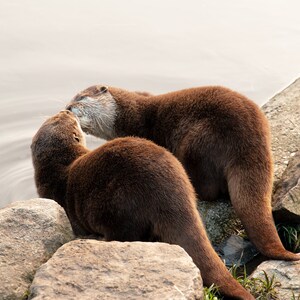 Otter Cuff Bracelet image 3