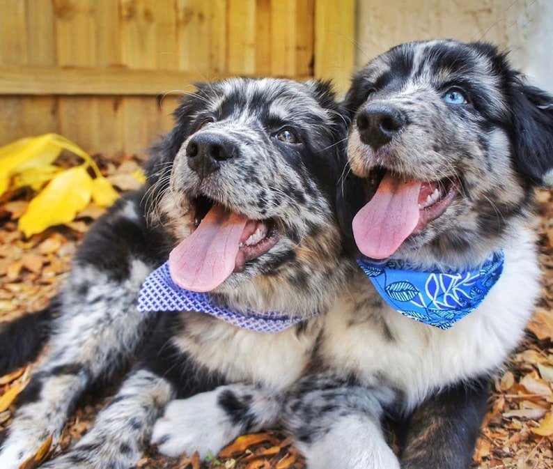 Purple Leaves Over the Collar Dog Bandana